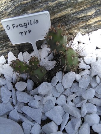 Opuncja fragilis TYP 006.jpg