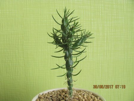 Cylinropuntia imbricata 001.JPG