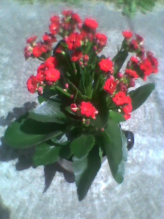 Kalanchoe blossfeldiana.jpg