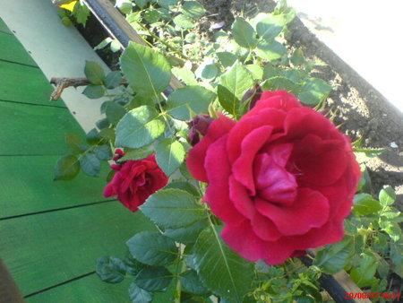 róża pnąca nn..JPG