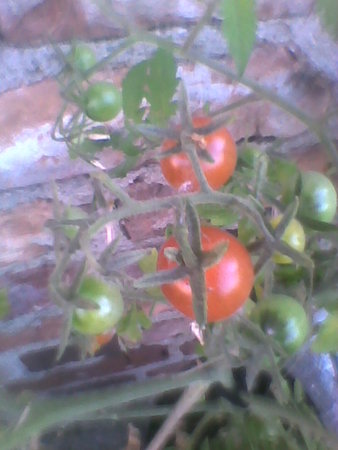 Dojrzały pomidor.jpg