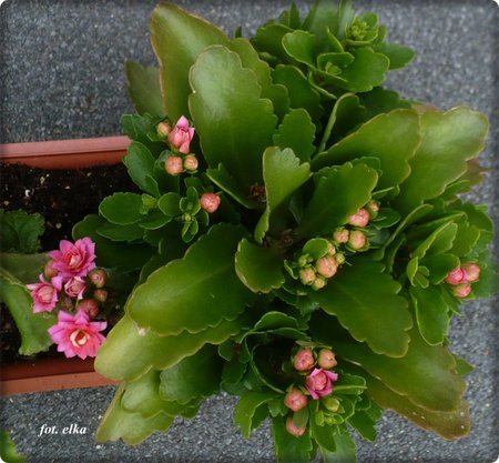 kalanchoe.JPG