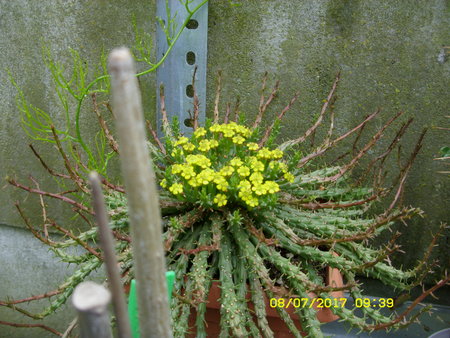 Euphorbia kwitnie.JPG