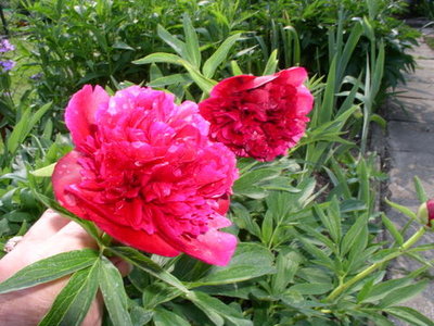 kwiaty 175 (2).jpg