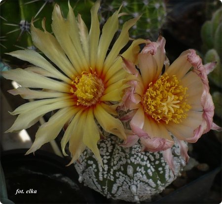 Astrophytum asterias 'superkabuto'.JPG