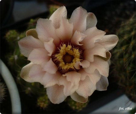 Gymnocalycium bruchii.JPG