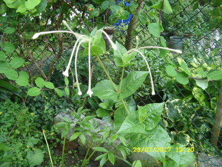 Mirabilis longiflora.JPG