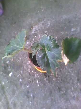 Begonia sadzonka.jpg