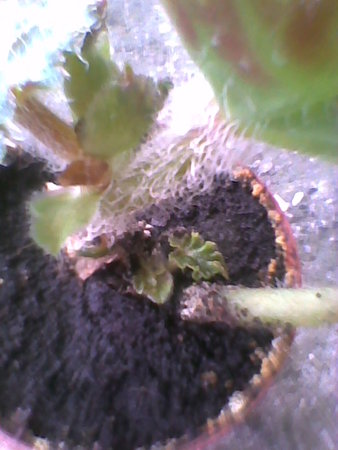 Begonia sadzonka rośnie.jpg