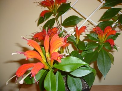 Aeschynanthus speciosus.jpg