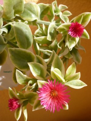Aptenia cordifolia variegata.jpg