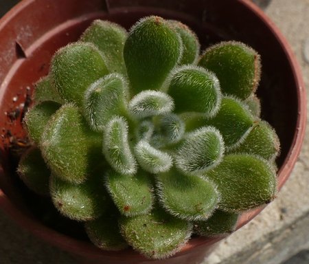 e.setosa.JPG