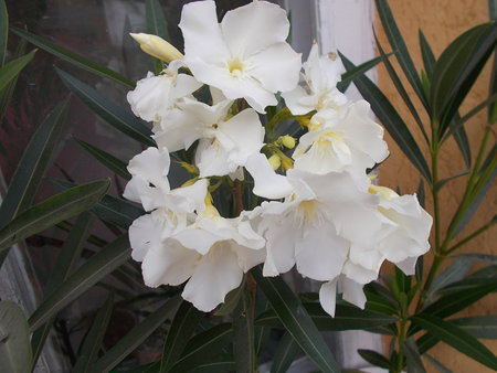 oleander biały.JPG