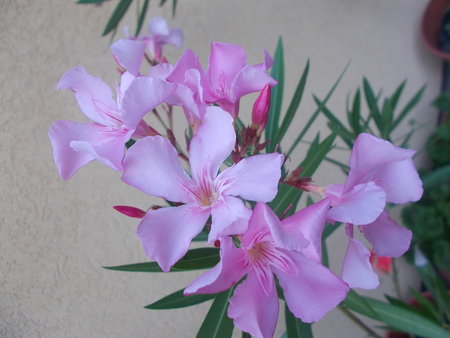 oleander jasnoróżowy.JPG