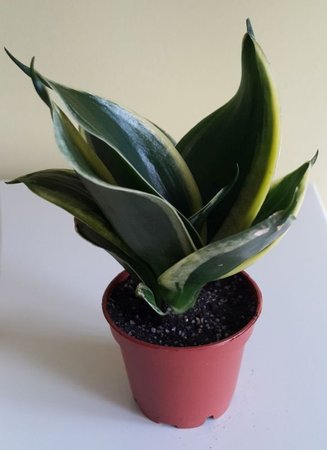 Sansevieria trifasciata hahnii Jade marginata.jpg