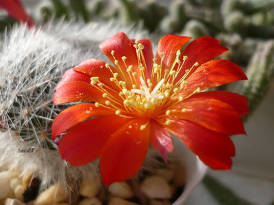 Rebutia senilis.jpg