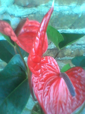 Anturium Andreego czerwone z fioletowym noskiem rośnie kolejny kwiat.jpg