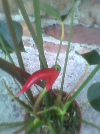 Anturium Andreego czerwone z fioletowym noskiem i kolejny kwiat w drodze ;).jpg