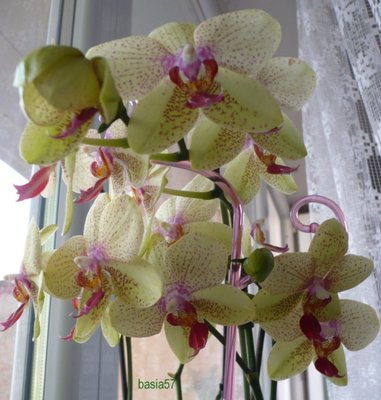 Phalaenopsis (572 x 600).jpg