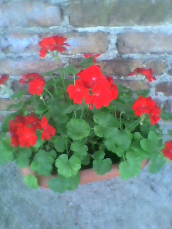 Pelargonia..jpg