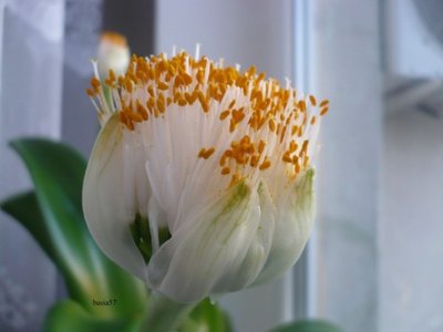Krasnokwiat białokwiatowy 1 (600 x 450).jpg