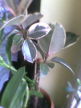 Figowiec sprężysty, Fikus - Ficus elastica variegata.jpg