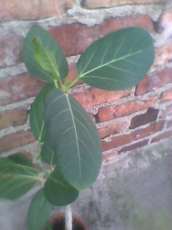 Fikus bengalski-Ficus benghalensis 2.jpg