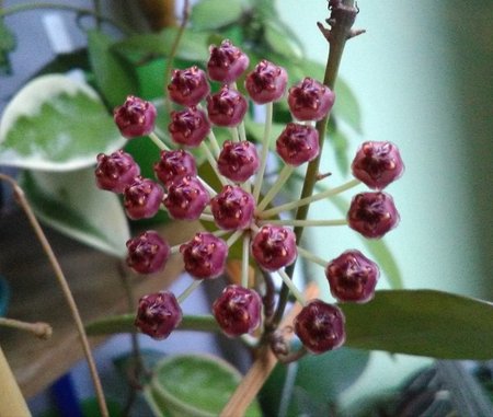 Hoya sp. Sapuroa.jpg