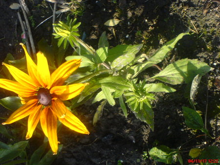 rudbekia. 4.11.2017.JPG