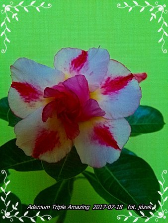 Adenium Triple Amazing 004.jpg