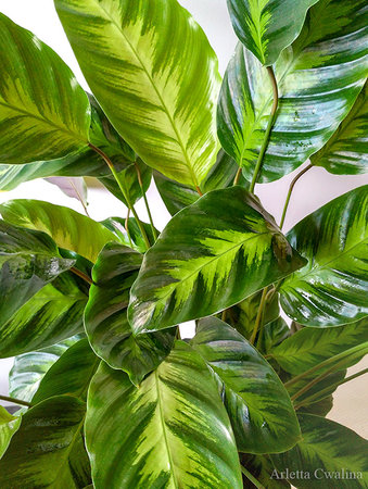 calathea_day_arlettacwalina.jpg