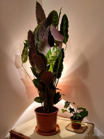 calathea_night_arlettacwalina.jpg