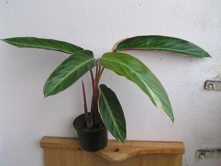 calathea triostar najw.jpeg