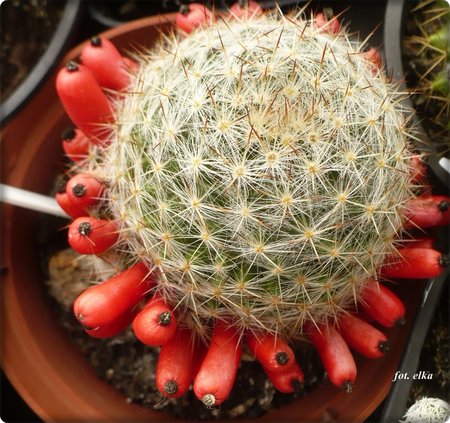 Mammillaria prolifera ssp. texana.JPG