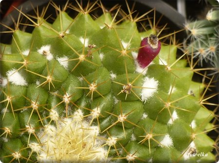 Mammillaria marksiana.JPG