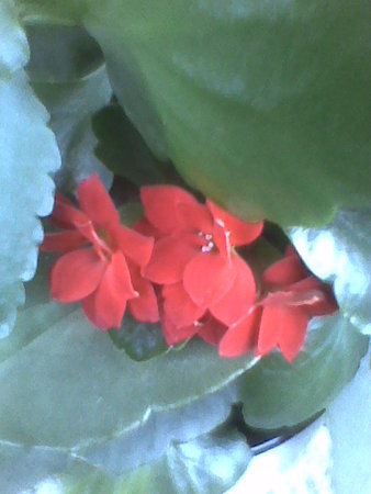 kalanchoe,,,.jpg