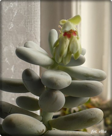 pachyphytum.JPG