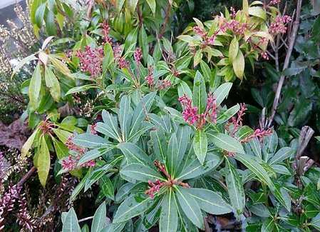 PIERIS CZERWONY.JPG