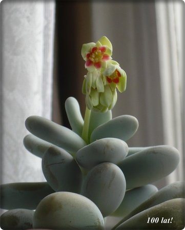 pachyphytum oviferum.JPG