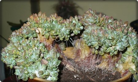 Pachyphytum compactum.JPG