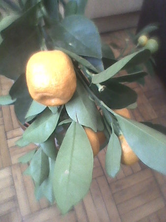 Kalamondyna owoce.jpg