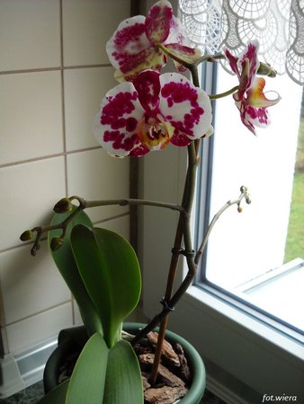 Phalaenopsis.JPG