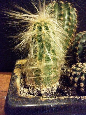 kaktus 4.jpg