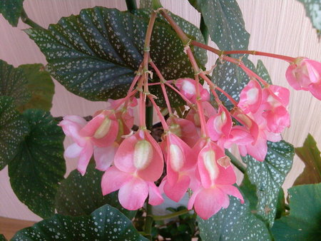 jeszcze-raz-begonia_13241270842228.jpg