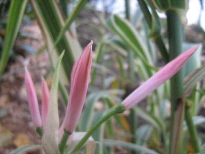 Nerine bowdenii.jpg