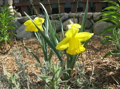 Narcissus grandiflora 'Carlton'.jpg