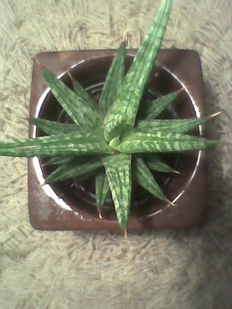 sansevieria francoisii-widok z góry.jpg