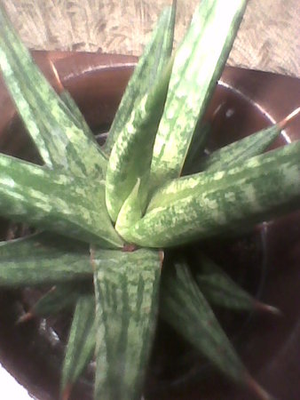 sansevieria francoisii rośnie.jpg