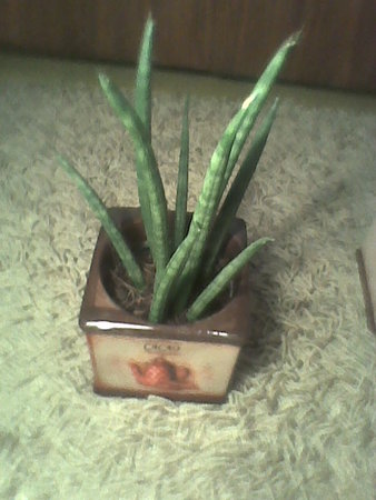 sansewieria cylindryczna  Sansevieria cylindrica.jpg