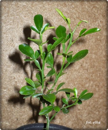 trifoliata.JPG